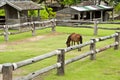 Horse In Farm.