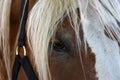 Extreme closeup of Horse Royalty Free Stock Photo