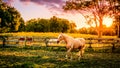 Horse of a farm Royalty Free Stock Photo