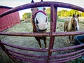 Horse on a farm behind fence Royalty Free Stock Photo