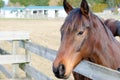 Horse on a farm behind a wooden fence