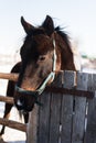 Horse on a farm behind a wooden fence Royalty Free Stock Photo