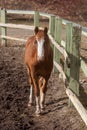 Horse on the farm. Brown horse behind the fence