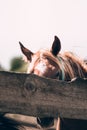 Horse farm. Brown horse stands behind a wooden fence, muzzle close-up. A red horse with a white stripe in the middle Royalty Free Stock Photo