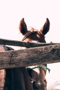 Horse farm. Brown horse stands behind a wooden fence, muzzle close-up. A red horse with a white stripe in the middle Royalty Free Stock Photo