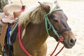 Horse on farm Chokchai Royalty Free Stock Photo