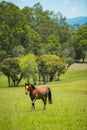 Horse in farm countryside