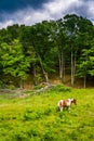 Horse in a farm field in the rural Potomac Highlands of West Vi Royalty Free Stock Photo