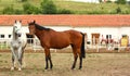 Horse-farm with horses Royalty Free Stock Photo