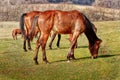 Grazing Horse Farm Royalty Free Stock Photo