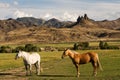 Horse farm with mountain landscape