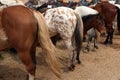 Horse farm in Mozhaysk, Russia. Royalty Free Stock Photo