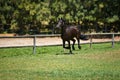 Horse, farm and running on grass with fence at ranch or healthy development of mare for agriculture or equestrian. Colt Royalty Free Stock Photo