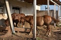 Horse farm scene. Farm horse. The horse is red with white spots. Horse on a ranch on a farm in the summer Royalty Free Stock Photo