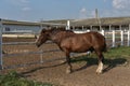 Horse farm scene. Farm horse. The horse is red with white spots. Horse on a ranch on a farm in the summer Royalty Free Stock Photo