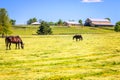 Horse farm Royalty Free Stock Photo