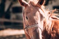 Horse farm, the stately thoroughbred stallion. Portrait of a beautiful brown horse close-up Royalty Free Stock Photo