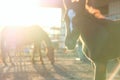 Horse farm at sunset