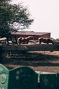 Horse farm. Two horses eat hay and straw. Two beautiful brown stallions in a stall and a green wooden carriage in the foreground Royalty Free Stock Photo