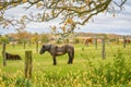 Horse Farm in Wisconsin Countryside Royalty Free Stock Photo