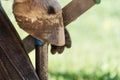 Horse farrier at work: trims and shapes a horse's hooves using rasper and knife. The close-up of horse hoof