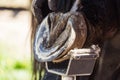 Horse farrier at work - trims and shapes a horse's hooves using rasper and knife. The close-up of horse hoof