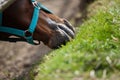 The horse feeding the grass Royalty Free Stock Photo