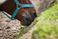 The horse feeding the grass Royalty Free Stock Photo