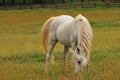 Horse feeding on grass Royalty Free Stock Photo