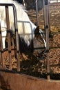 Horse feeding on hay from a feed bunk Royalty Free Stock Photo