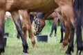 Horse feeding on the meadow Royalty Free Stock Photo