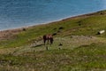 Horse feeding