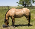 Horse Feeding on Ranch Royalty Free Stock Photo