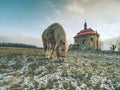 Horse feeding in winter day at chapel