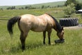Horse Feeding on Wyoming Landscape
