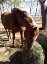 Horse Royalty Free Stock Photo