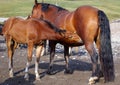 Horse feeds foal Royalty Free Stock Photo