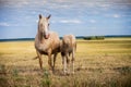 Horse feed foal with milk Royalty Free Stock Photo