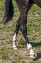 Horse Feet closeup Royalty Free Stock Photo