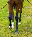 Horse Feet Racing close up Royalty Free Stock Photo