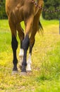 Horse Feet Racing close up Royalty Free Stock Photo