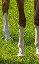 Horse Feet Racing close up Royalty Free Stock Photo