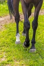 Horse Feet Racing close up Royalty Free Stock Photo