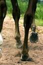 Horse Feet Racing close up. Royalty Free Stock Photo