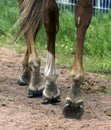 Horse Feet Racing close up. Royalty Free Stock Photo