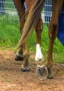 Horse Feet Racing close up Royalty Free Stock Photo