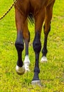 Horse Feet Racing Royalty Free Stock Photo
