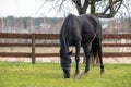 Horse female on the grass in spring