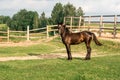 A horse in a fenced in area outdoors. near a wooden fence in the background of the forest, ecology and nature Royalty Free Stock Photo