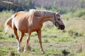 Horse in a field Royalty Free Stock Photo